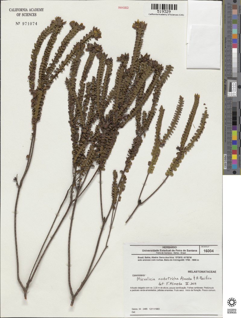 Microlicia nodotricha photo 2