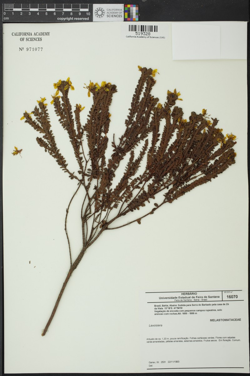 Microlicia nodotricha photo 3