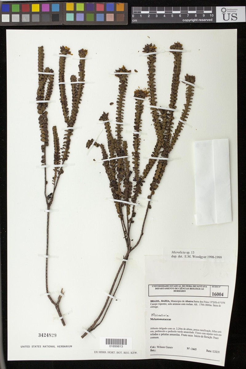 Microlicia nodotricha photo 4