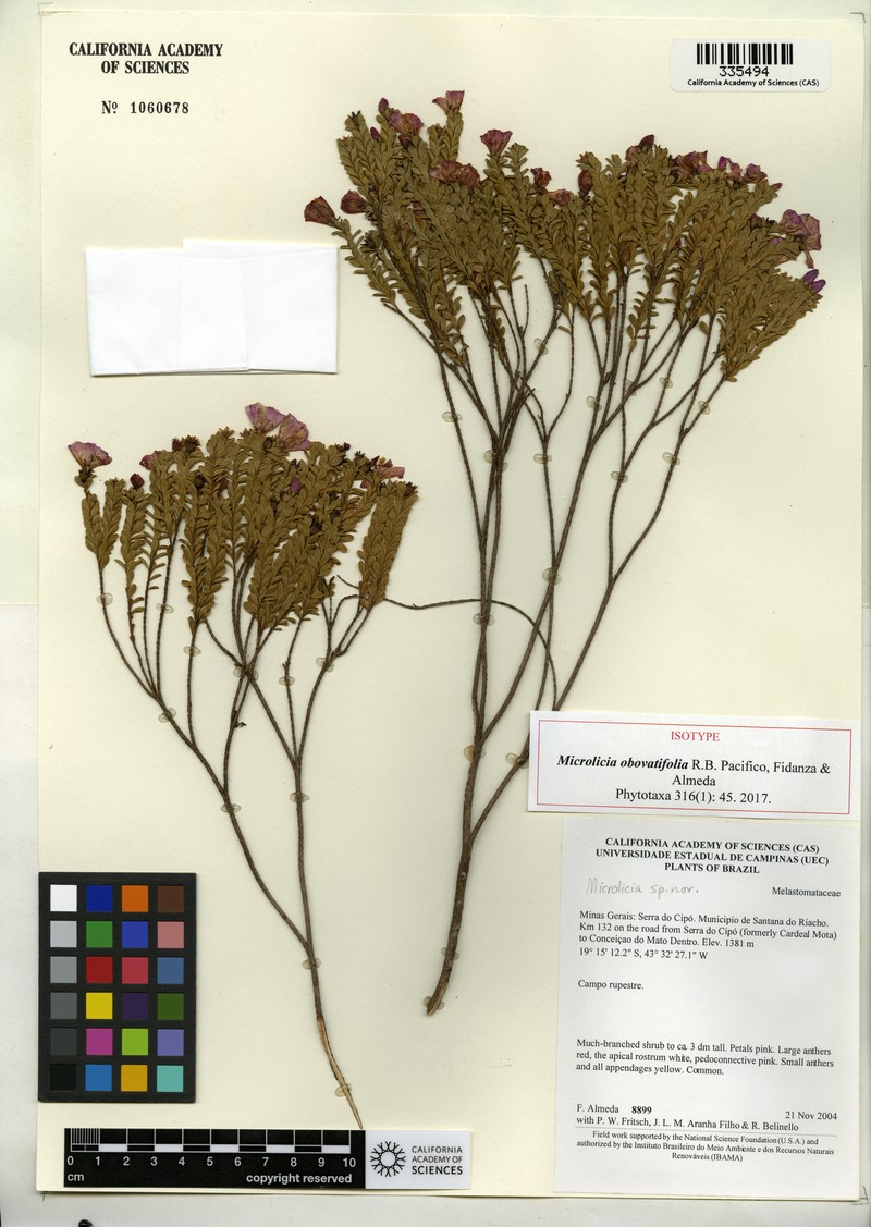 Microlicia obovatifolia