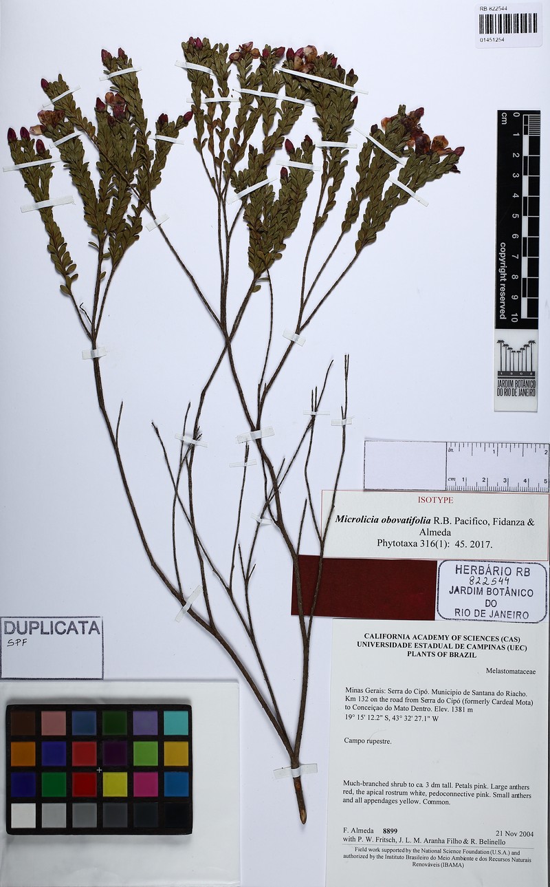 Microlicia obovatifolia photo 2