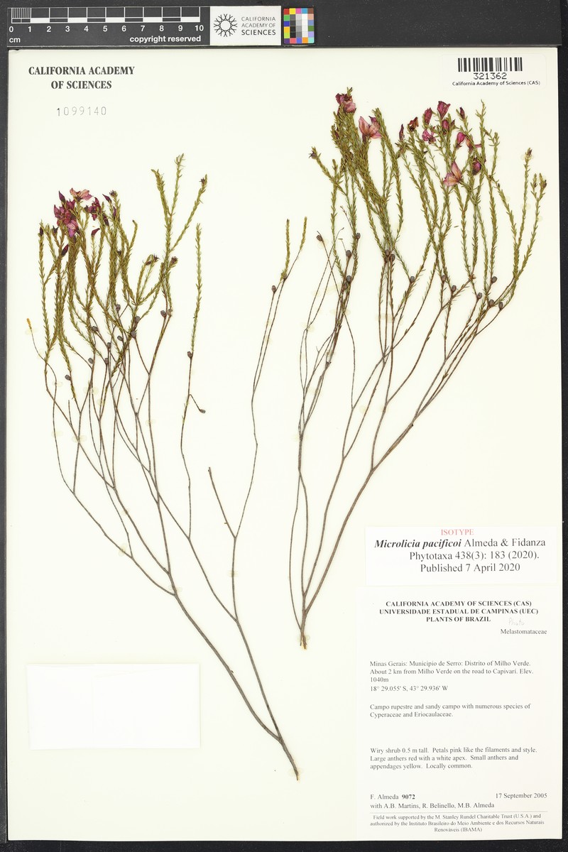 Microlicia pacificoi