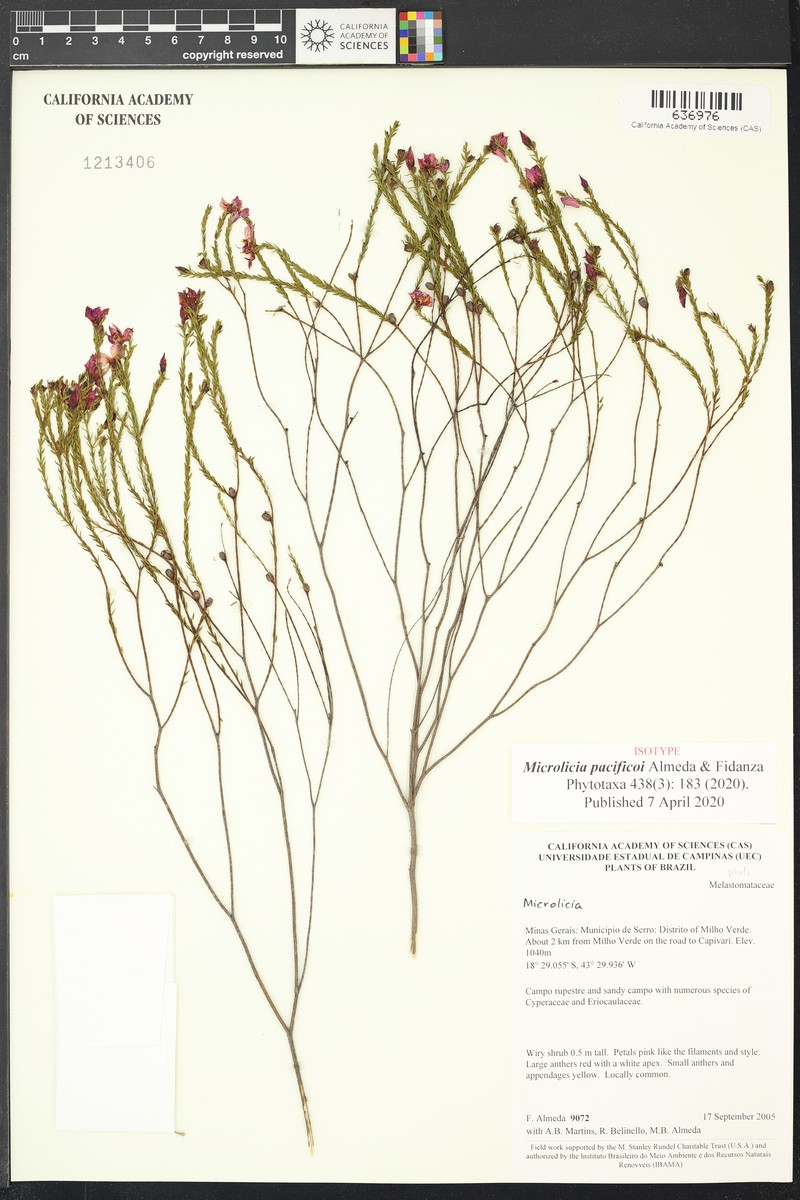 Microlicia pacificoi photo 2