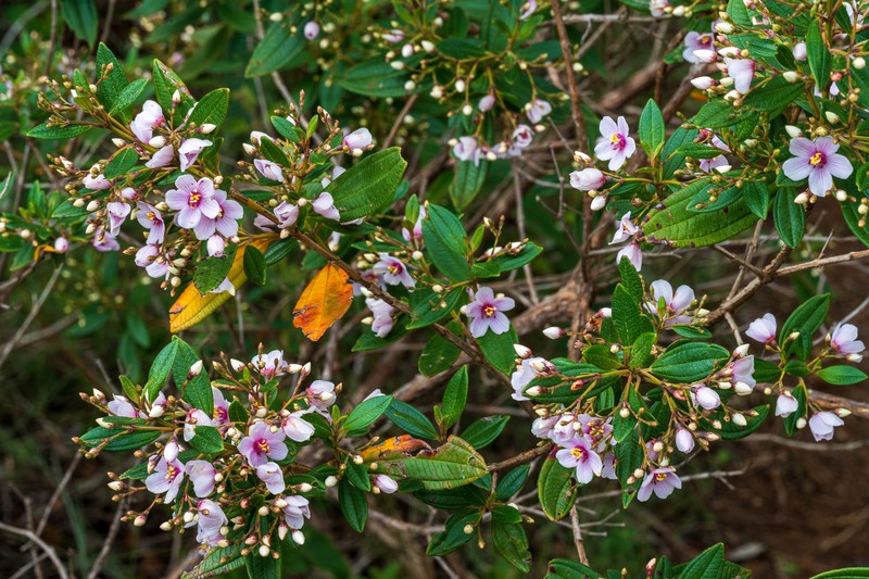 Microlicia parviflora photo 2