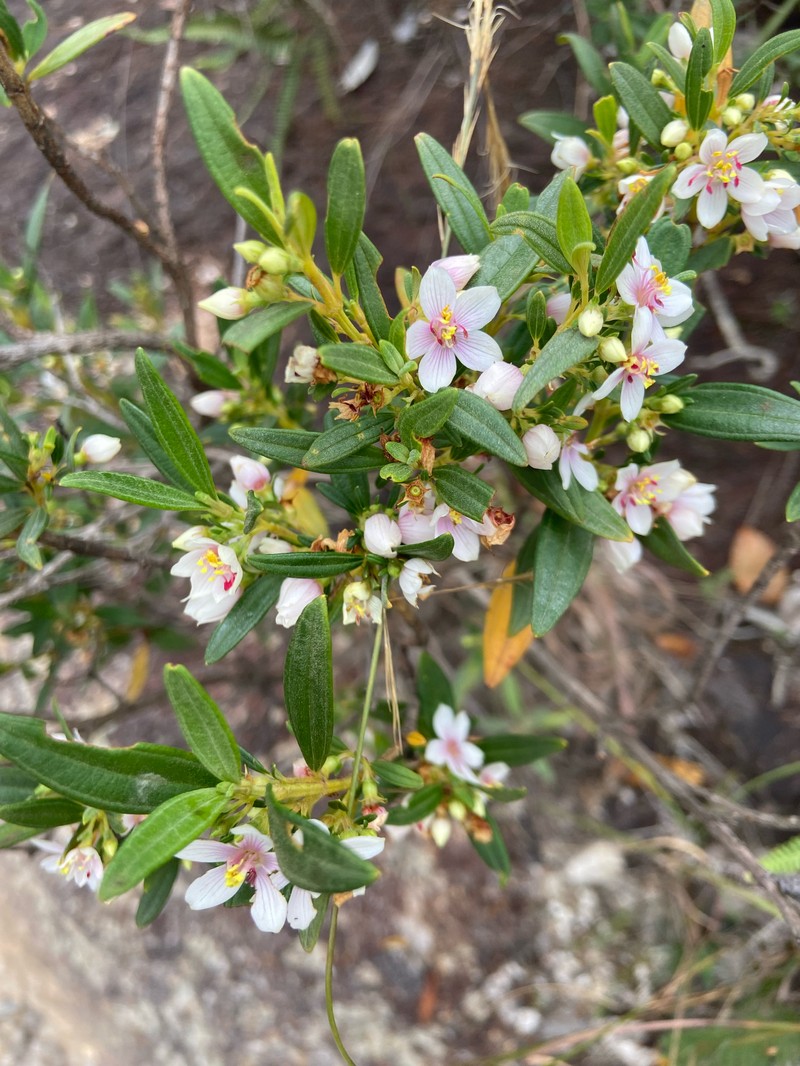 Microlicia parviflora photo 3