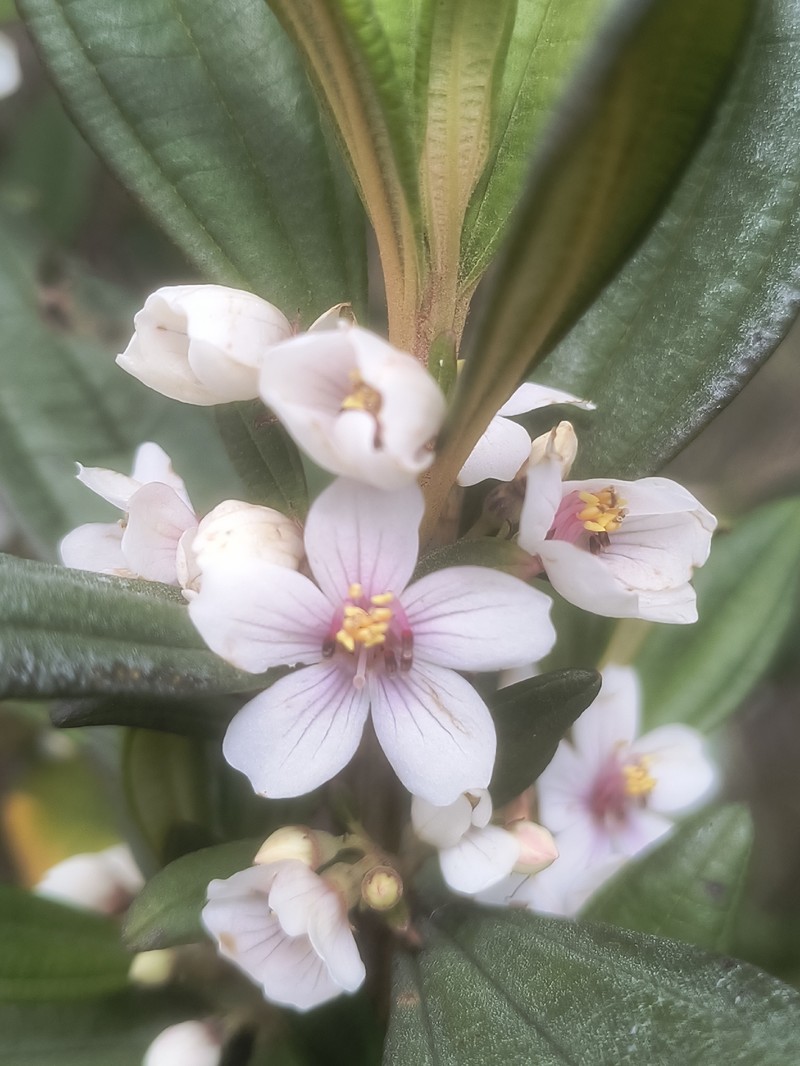 Microlicia parviflora photo 4