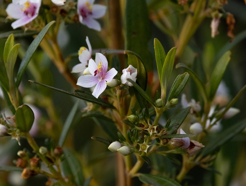 Microlicia parviflora photo 5