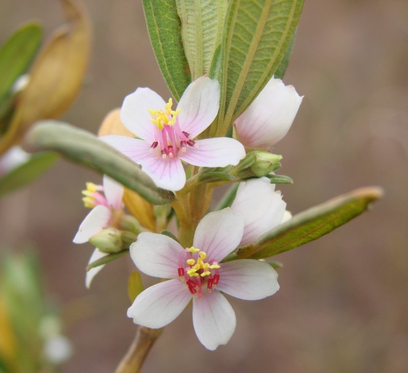 Microlicia parviflora