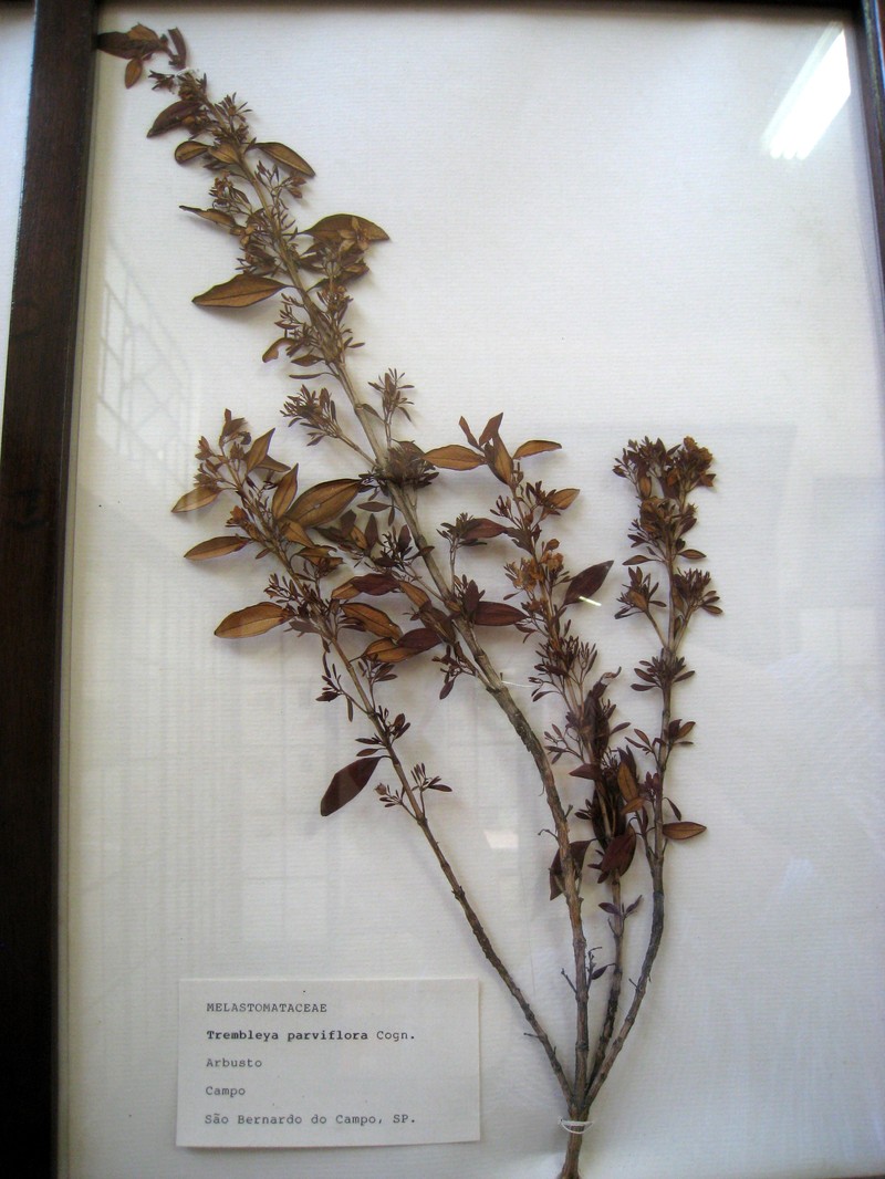Microlicia parviflora photo 6