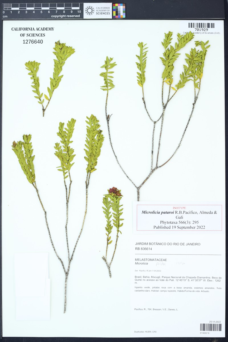 Microlicia pataroi
