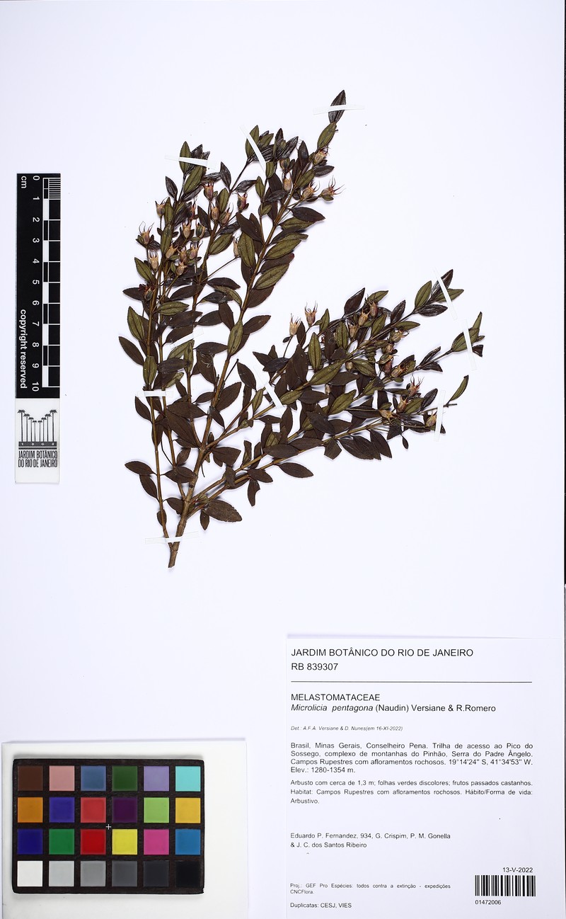 Microlicia pentagona