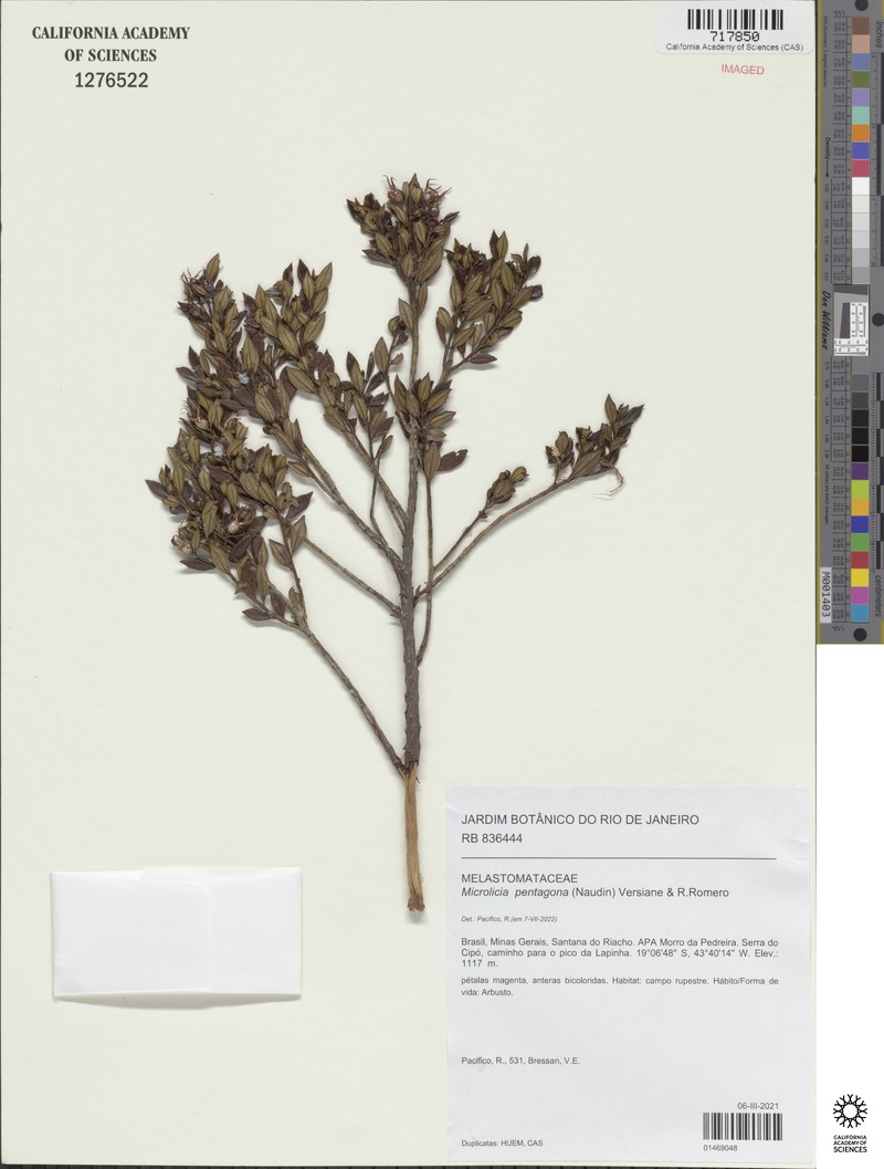 Microlicia pentagona photo 3
