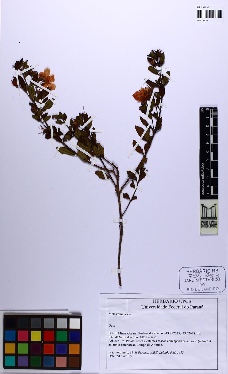 Microlicia pentagona photo 4