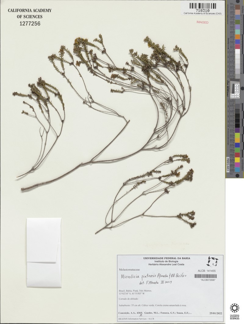 Microlicia piatensis