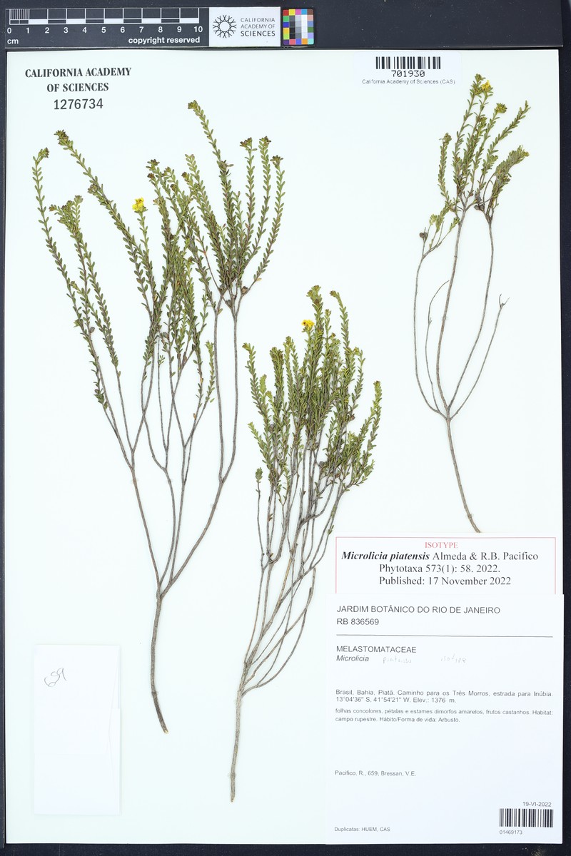 Microlicia piatensis photo 2