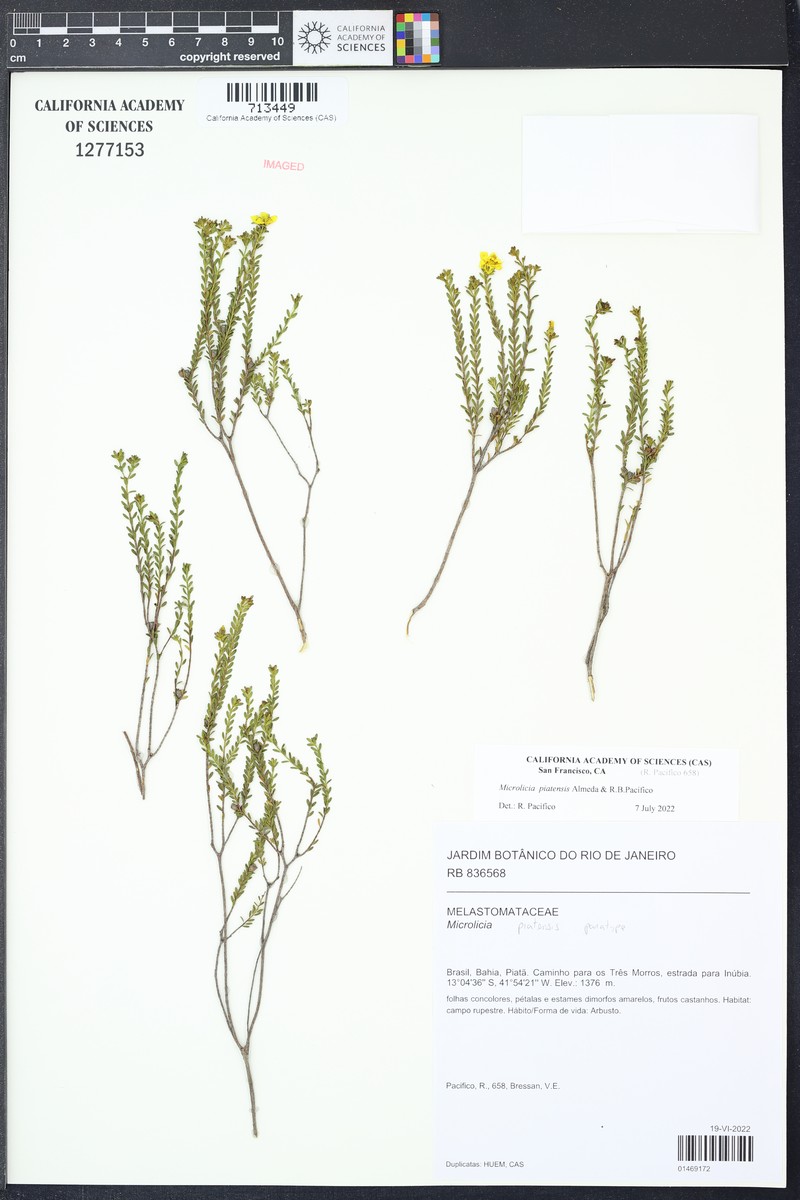 Microlicia piatensis photo 3