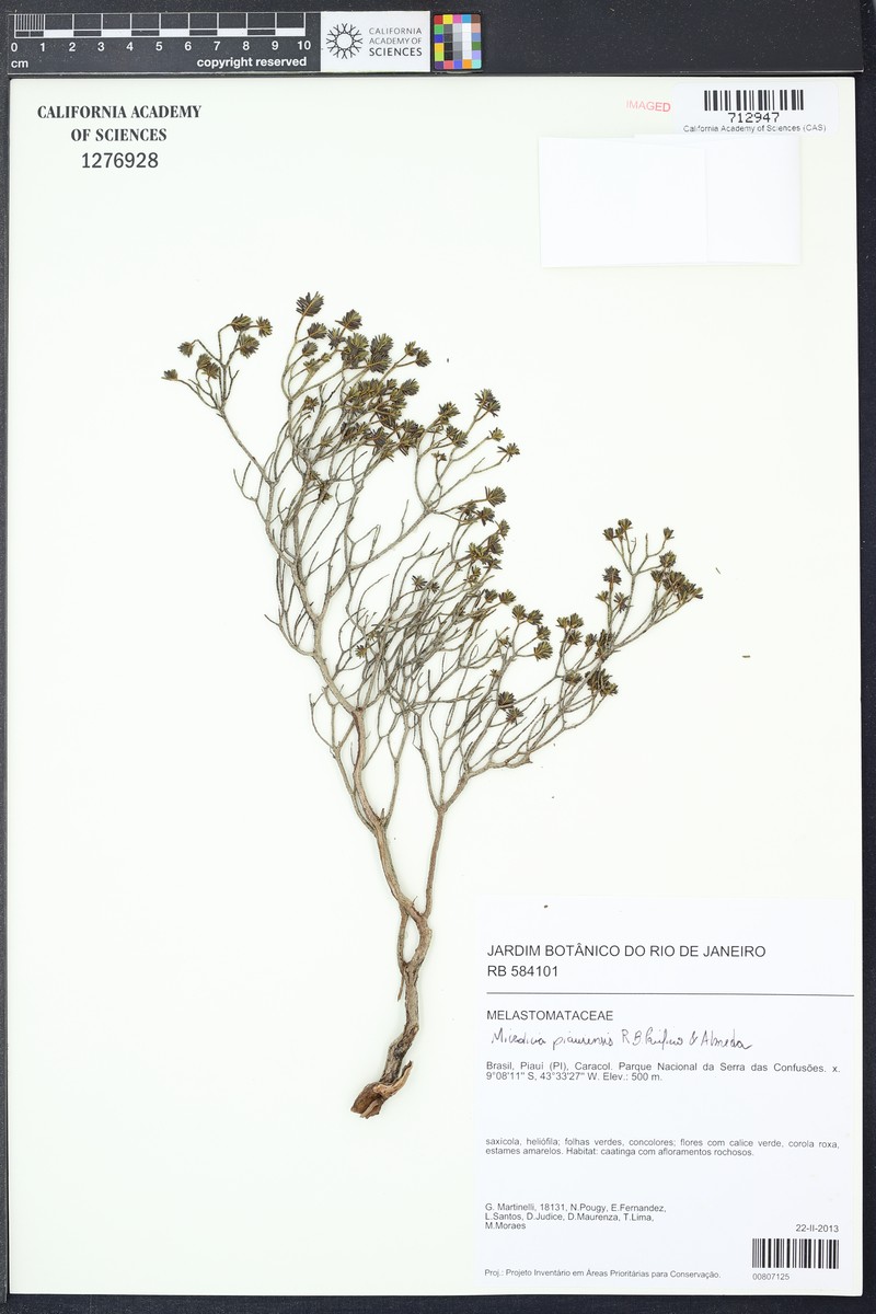 Microlicia piauiensis