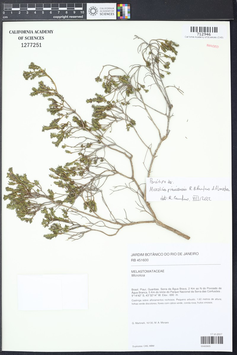 Microlicia piauiensis photo 2