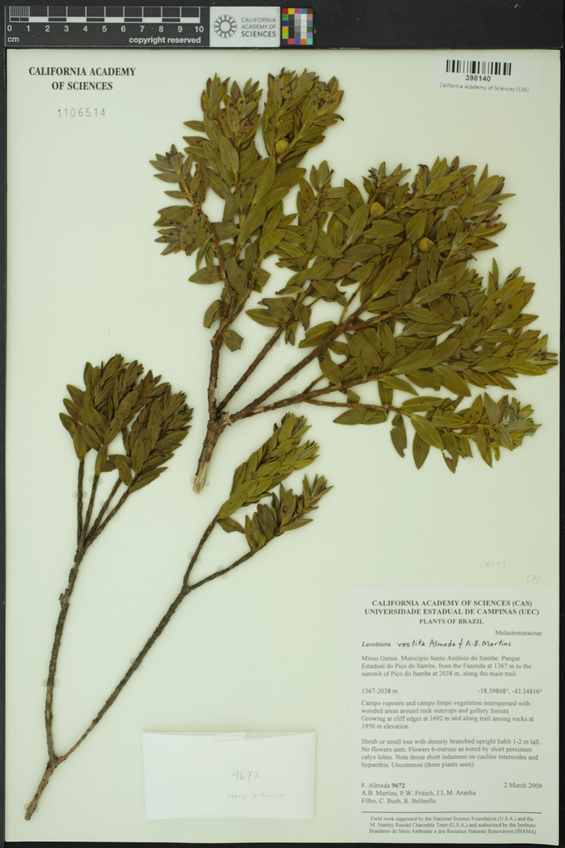 Microlicia pilosa