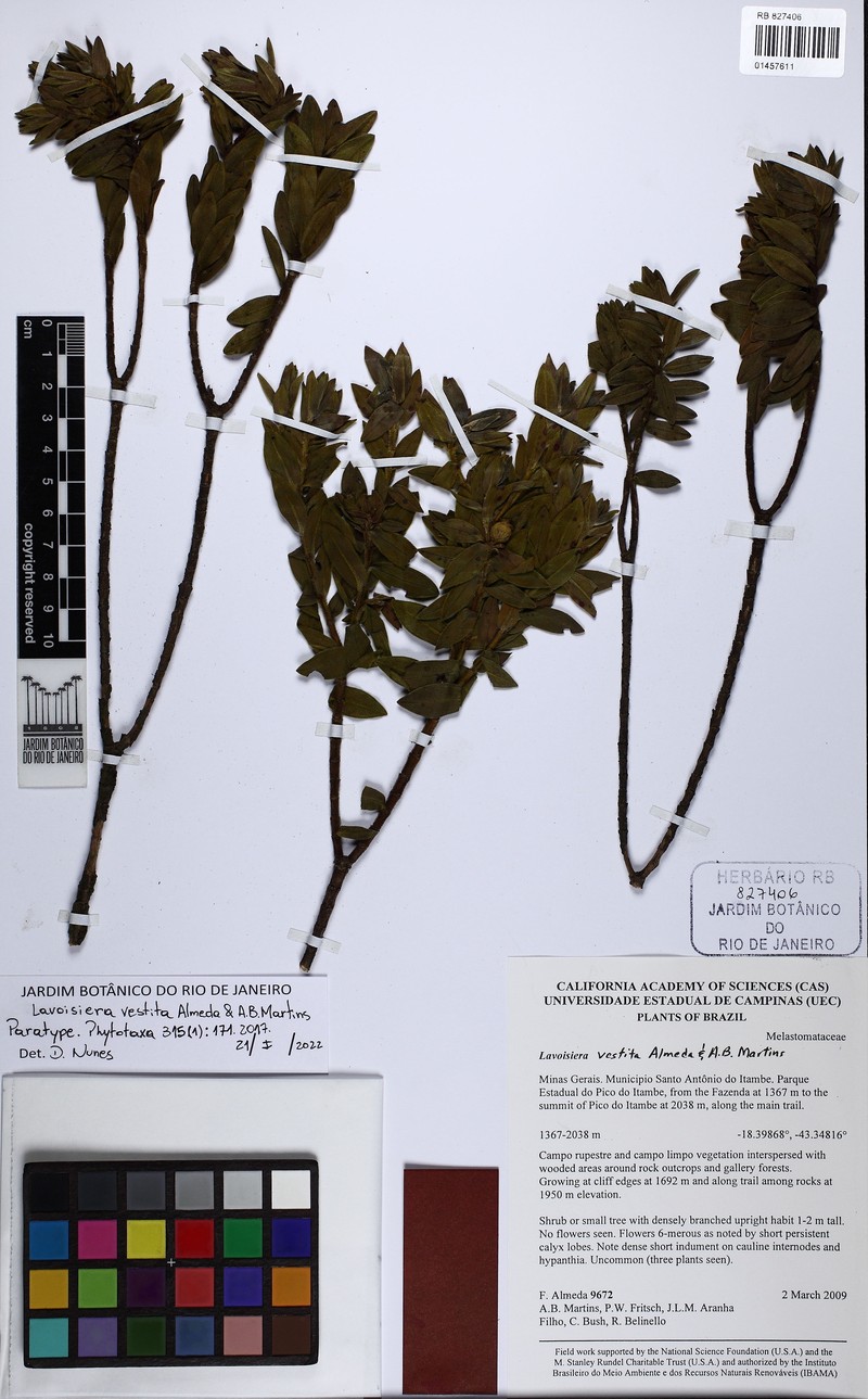 Microlicia pilosa photo 2