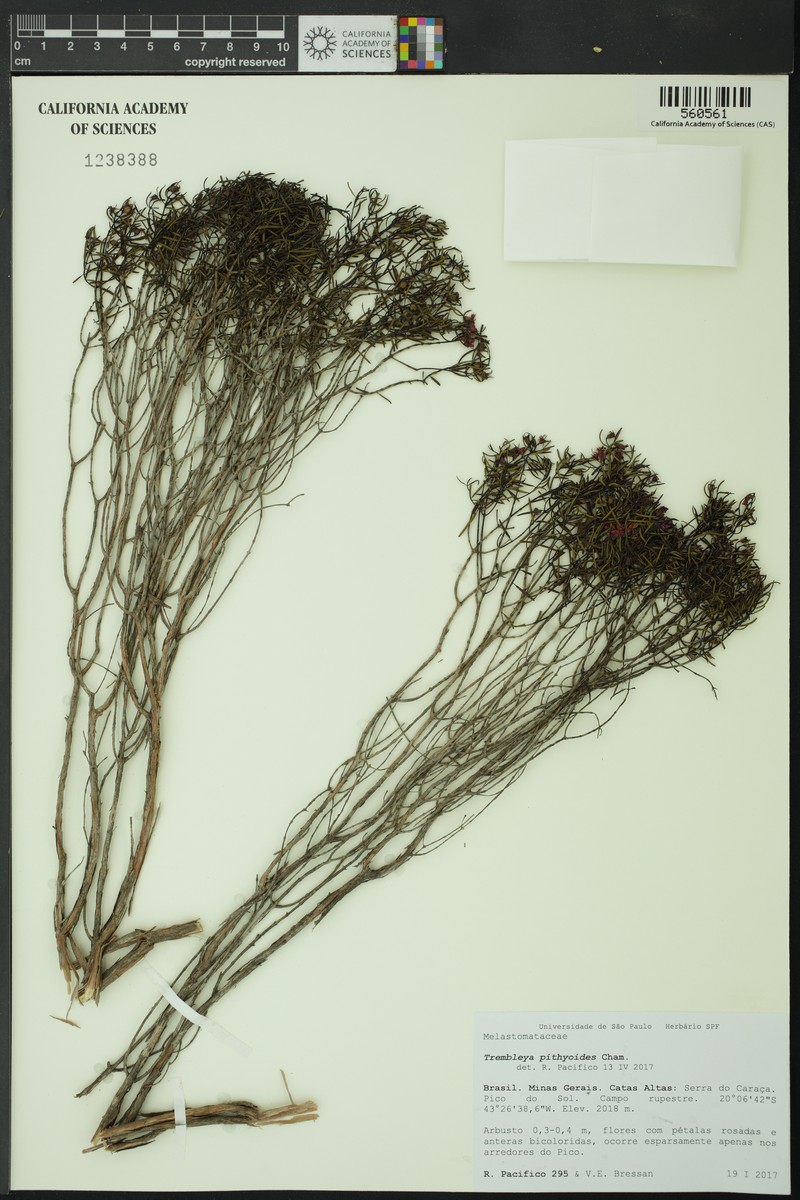 Microlicia pithyoides