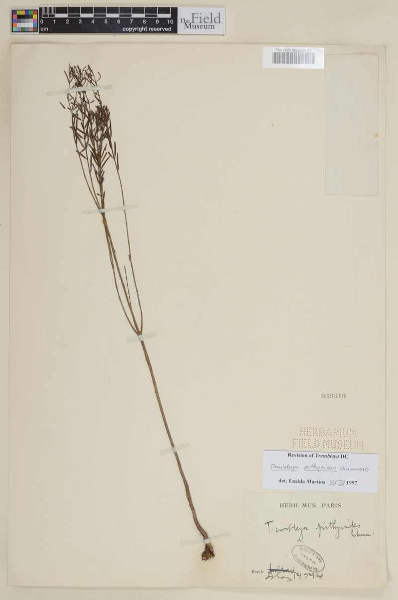Microlicia pithyoides photo 2