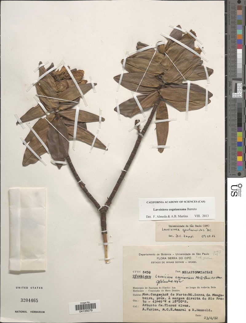 Microlicia plinervia