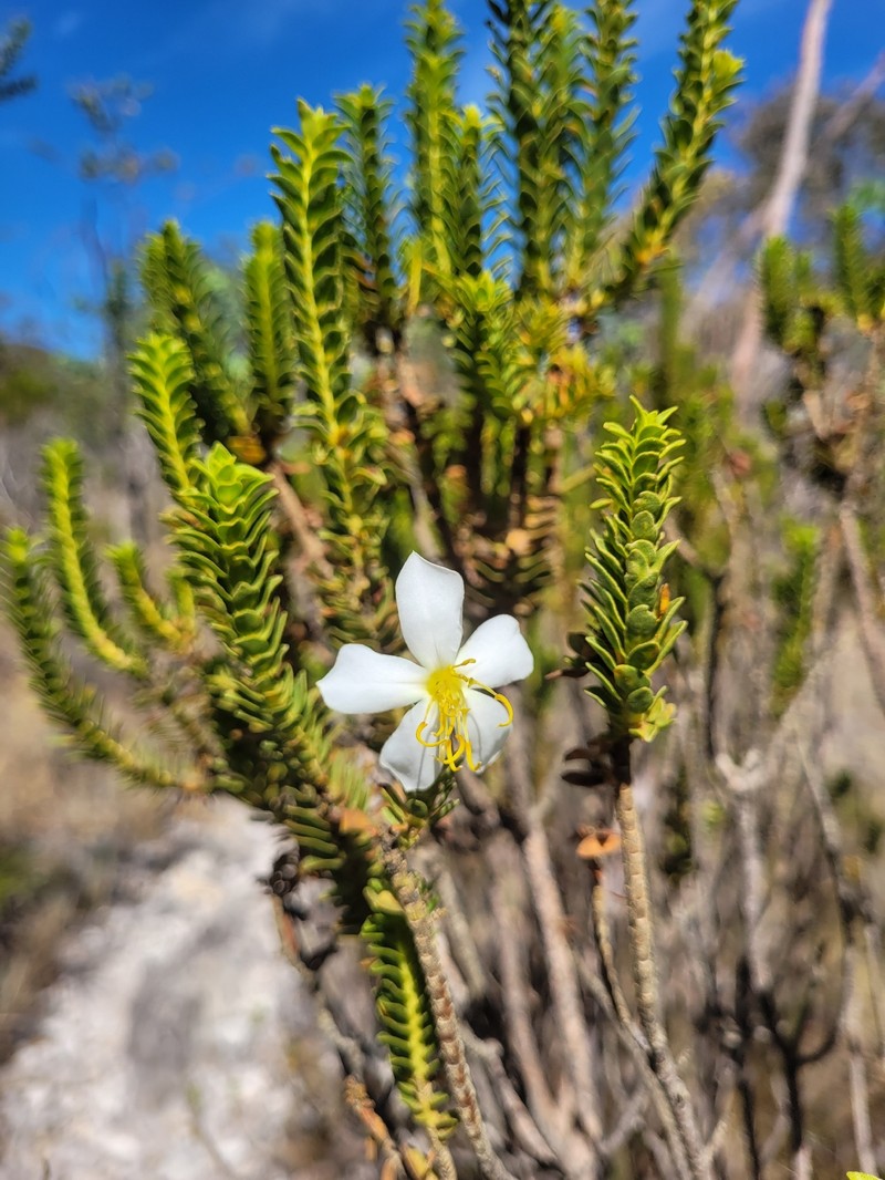 Microlicia pohliana photo 2