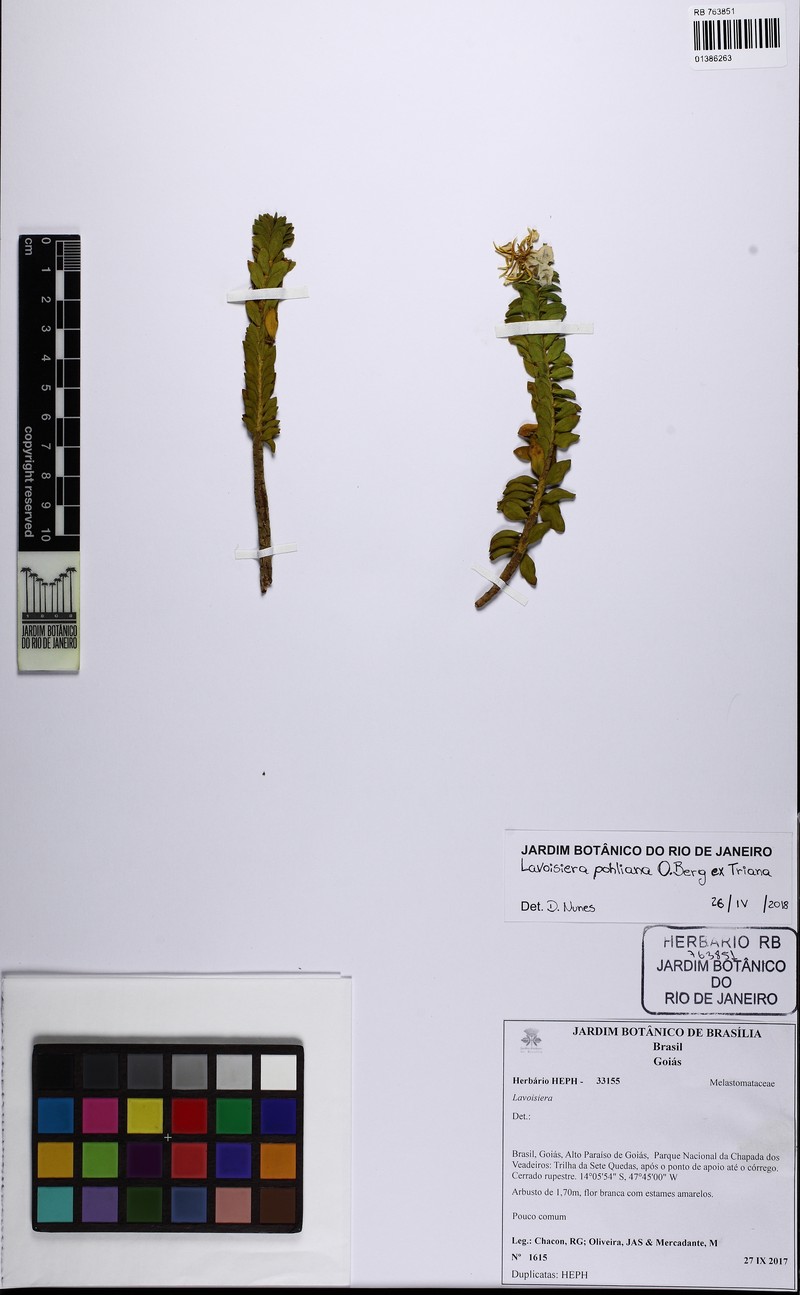 Microlicia pohliana photo 3
