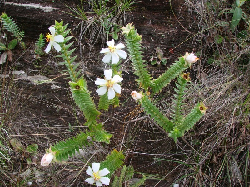 Microlicia pohliana