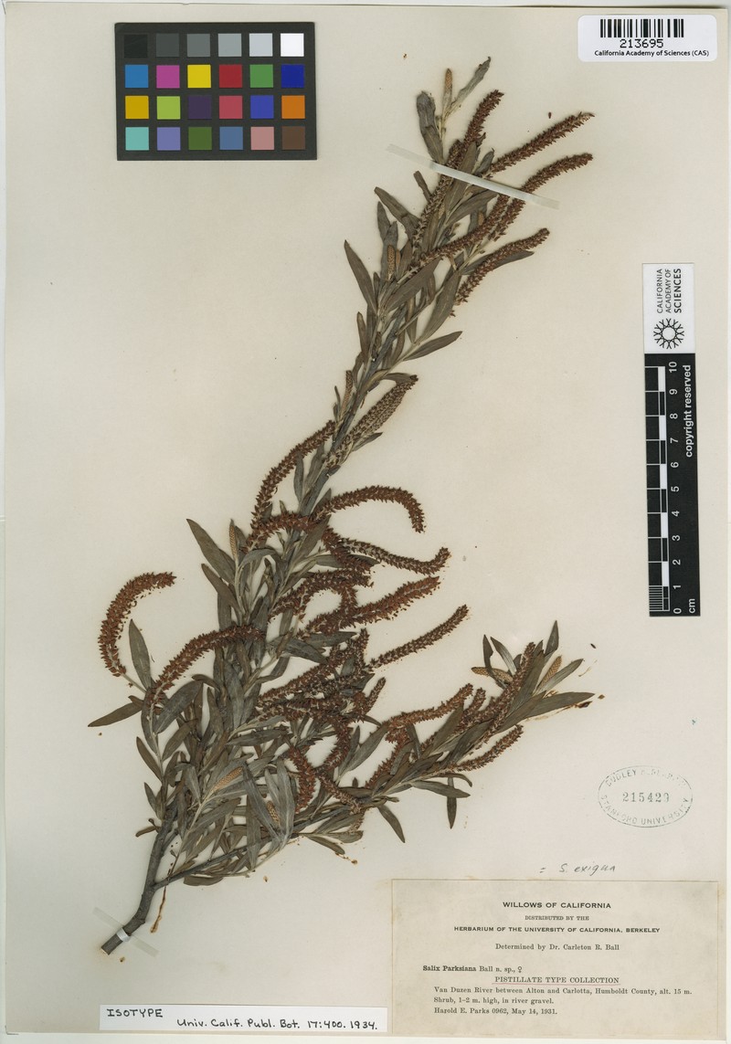 Microlicia pradosiana