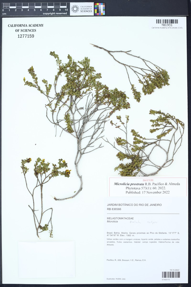 Microlicia prostrata
