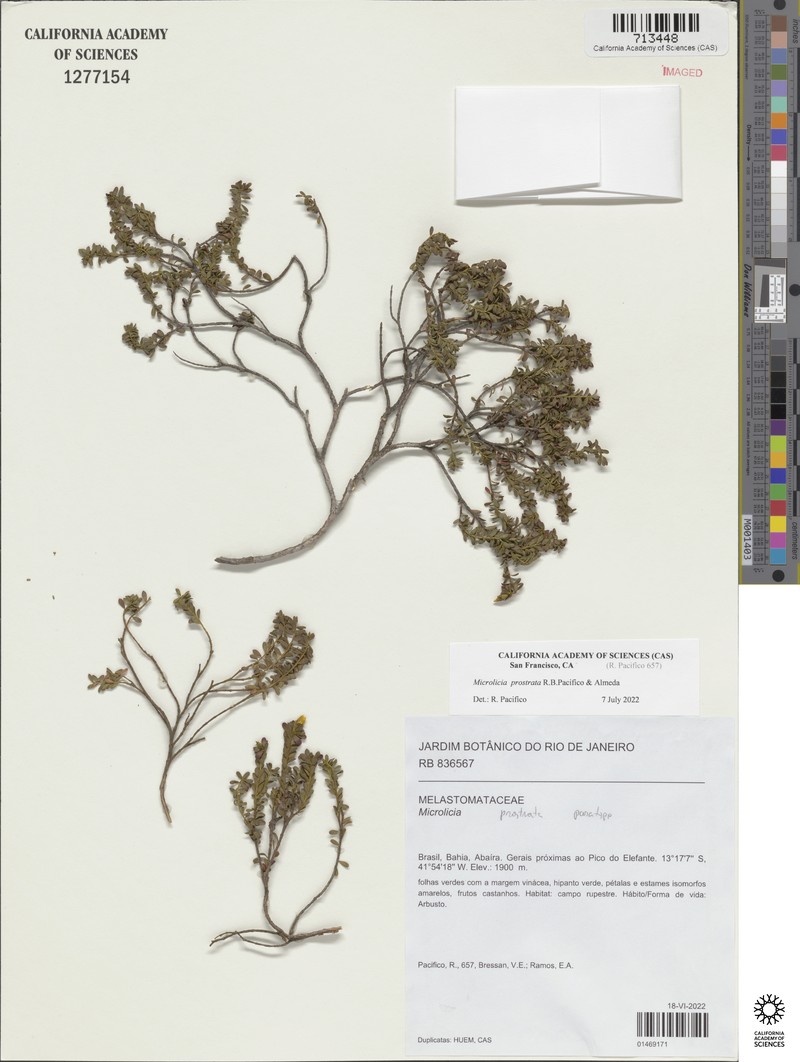 Microlicia prostrata photo 2