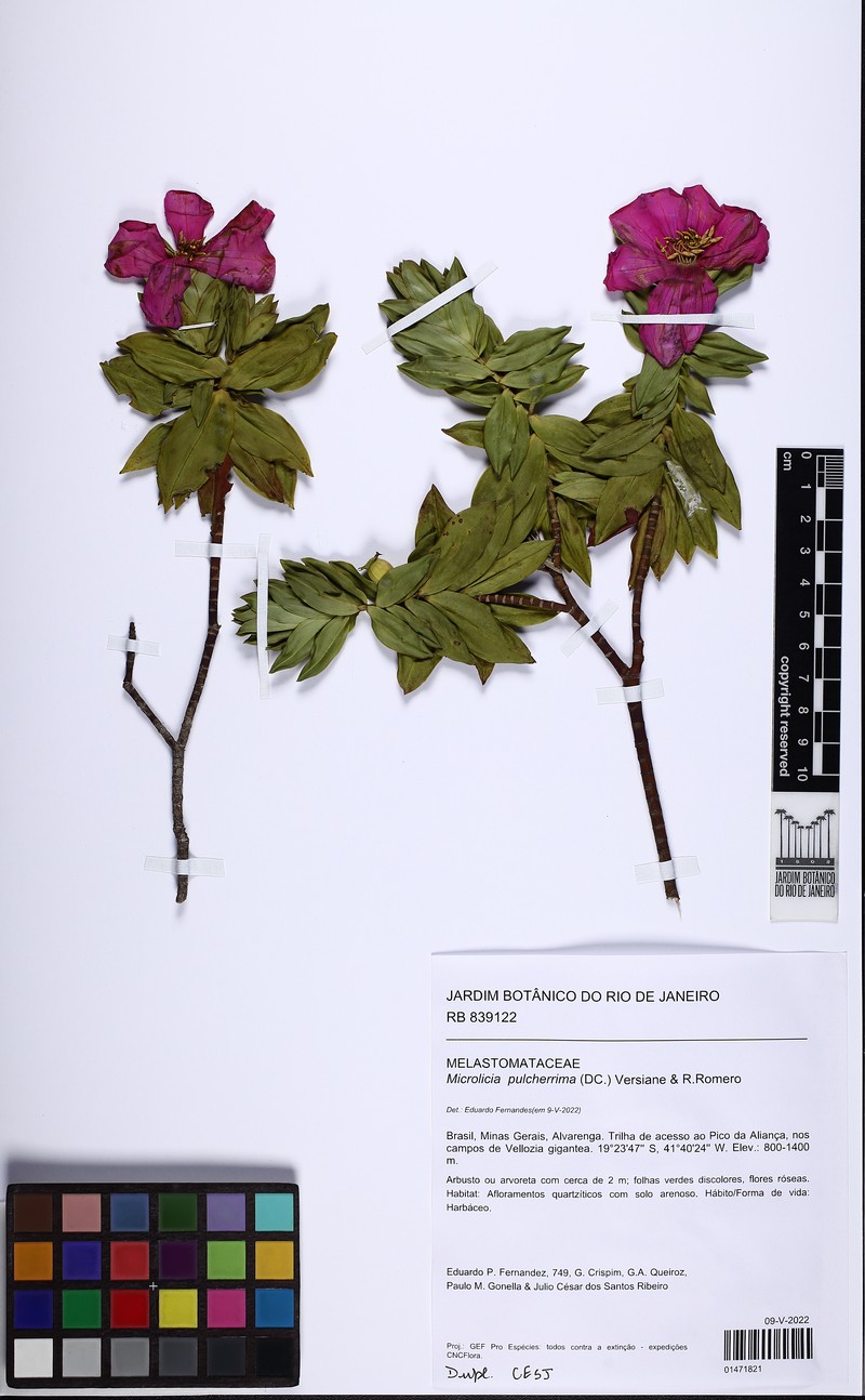 Microlicia pulcherrima
