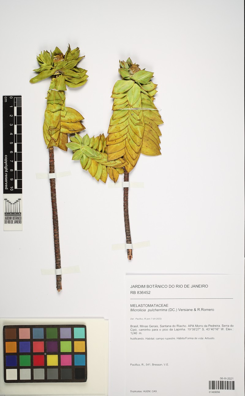 Microlicia pulcherrima photo 2