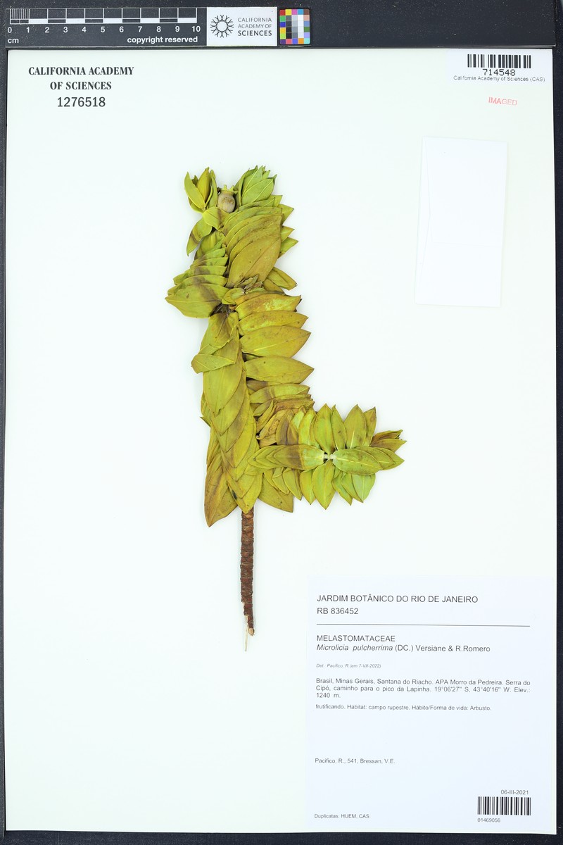 Microlicia pulcherrima photo 3