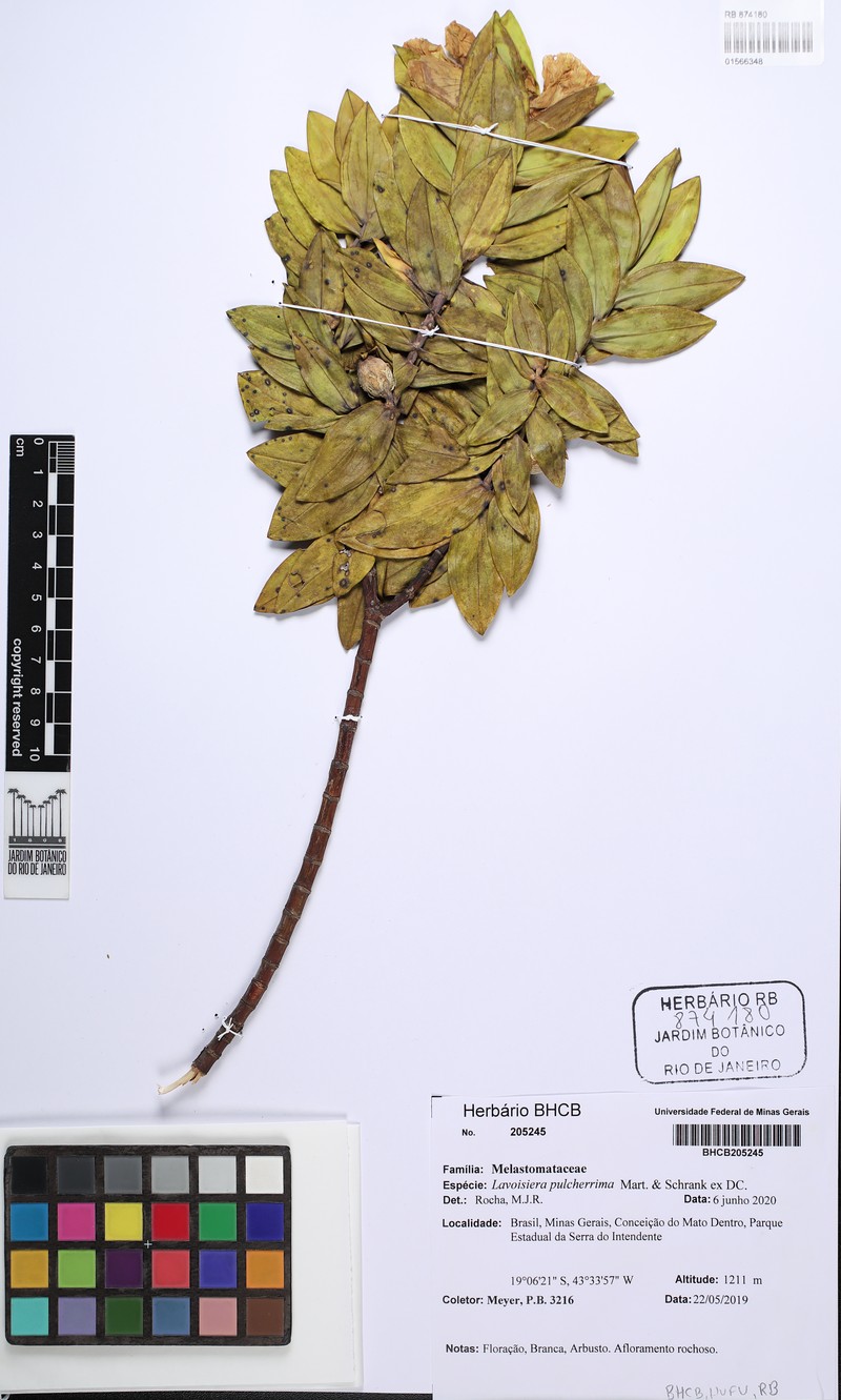 Microlicia pulcherrima photo 4