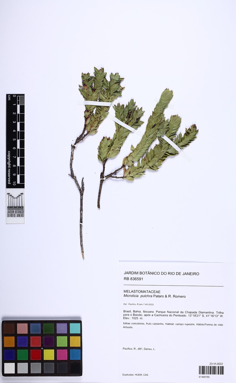 Microlicia pulchra