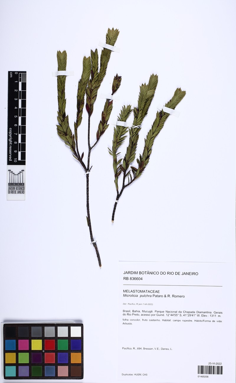 Microlicia pulchra photo 2
