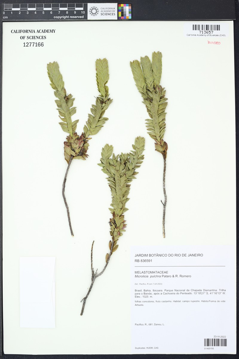 Microlicia pulchra photo 3