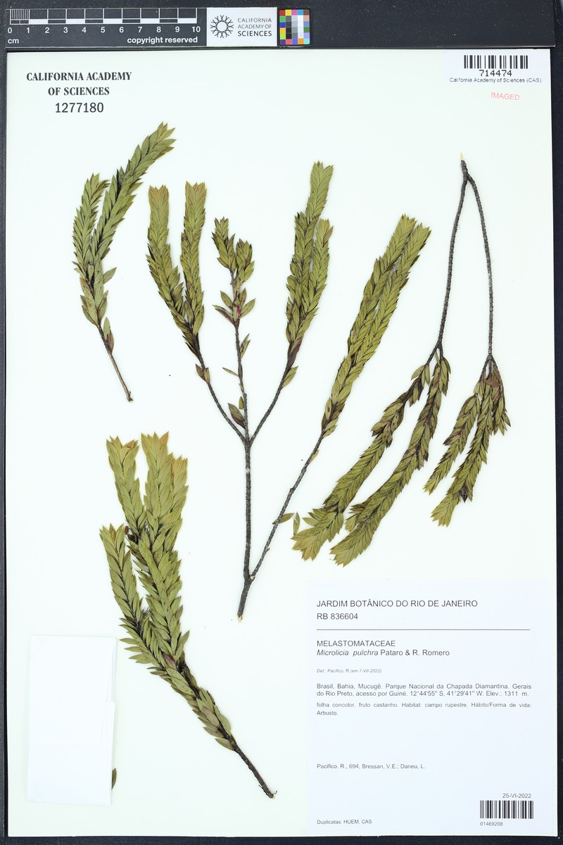 Microlicia pulchra photo 4