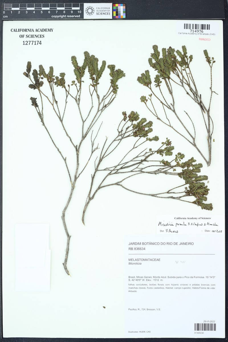 Microlicia pumila