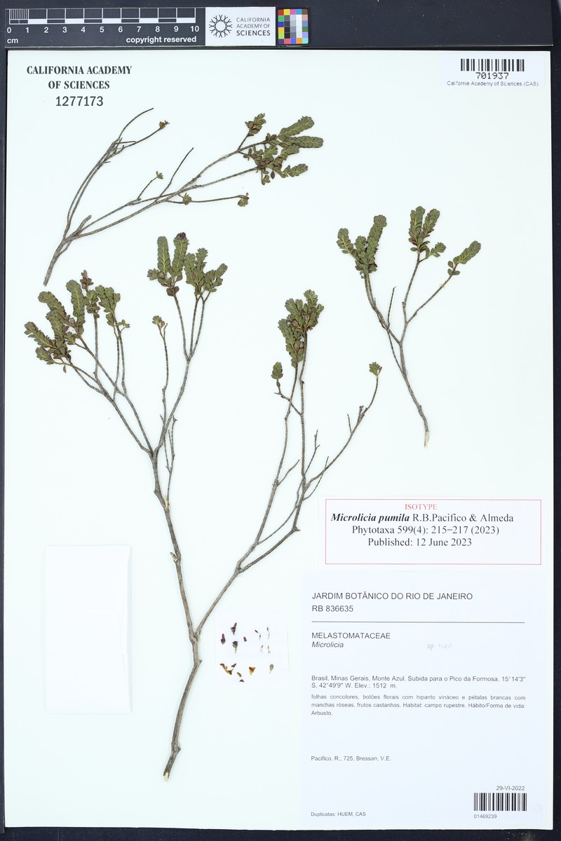 Microlicia pumila photo 2