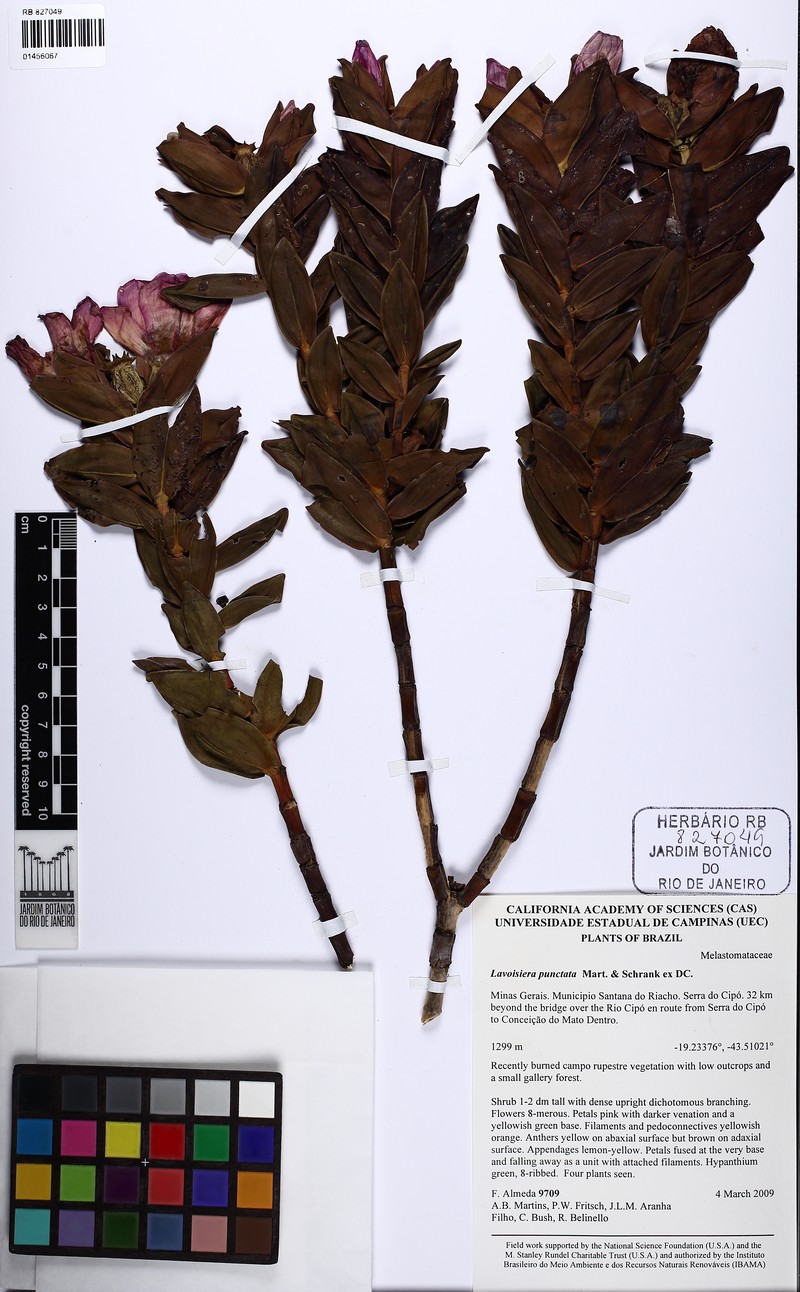 Microlicia punctata