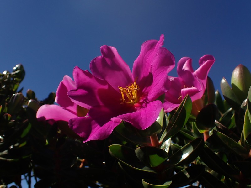 Microlicia raymondii photo 2