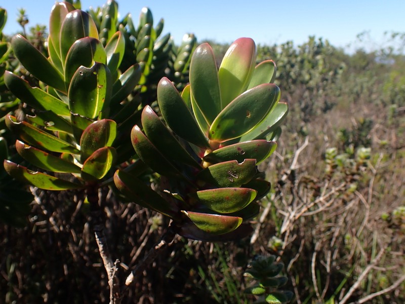 Microlicia raymondii photo 3