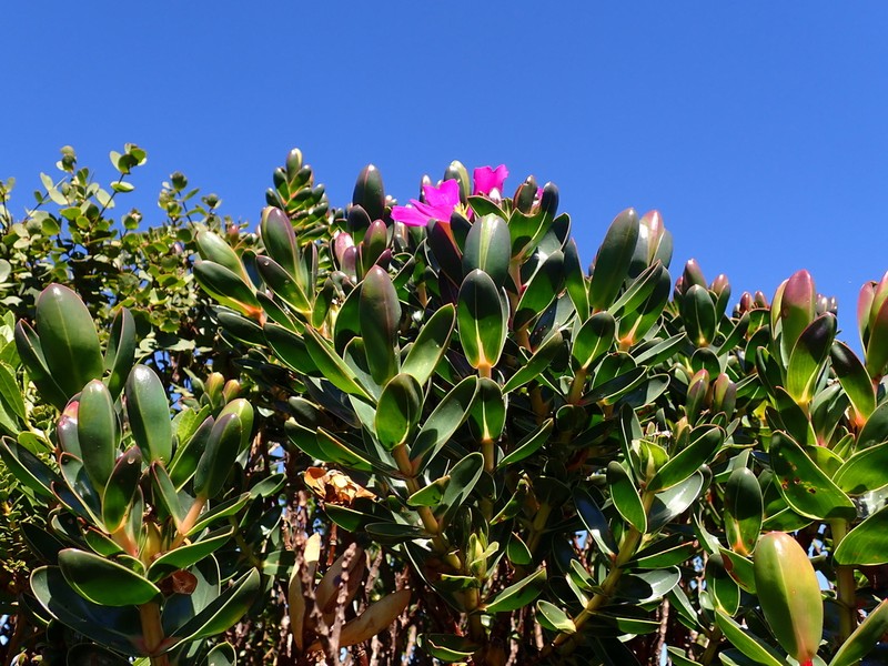 Microlicia raymondii photo 4