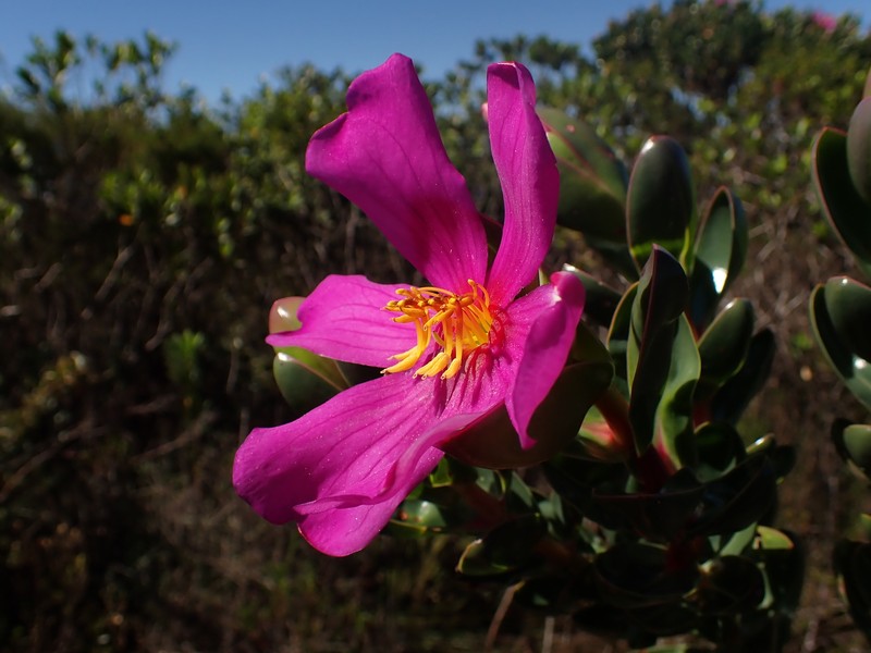 Microlicia raymondii photo 5