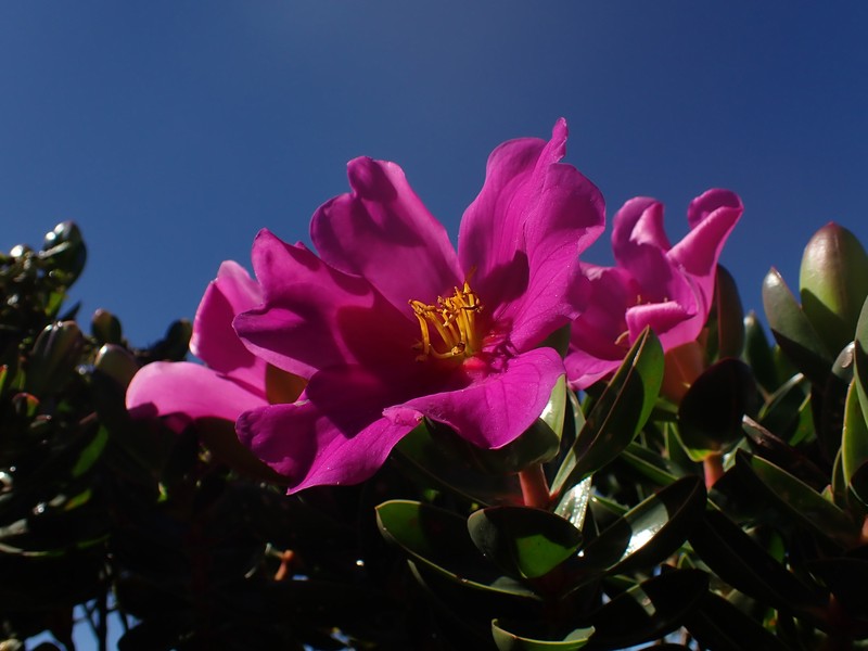 Microlicia raymondii photo 8