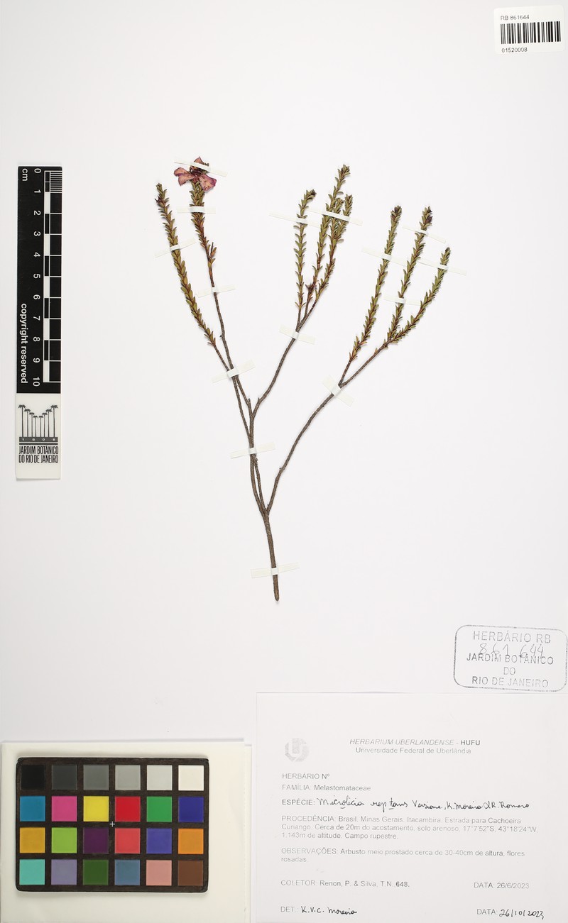 Microlicia repanda